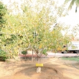 Vata Vriksha planted by Mahasannidhanam in Rajapalyam in 2012